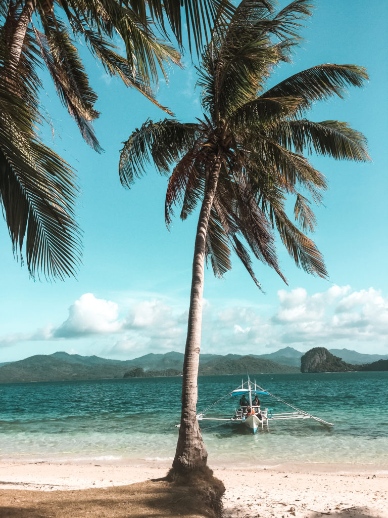 palmy na tle oceanu palawan, filipiny