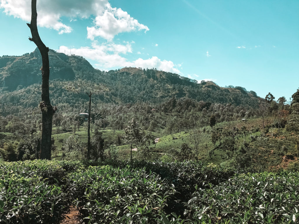 plantacja herbaty w nuwara eliya