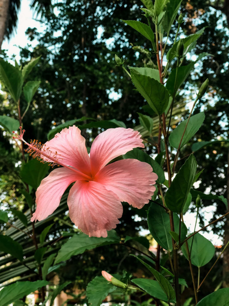 kwiaty w Tangalle Sri Lanka 