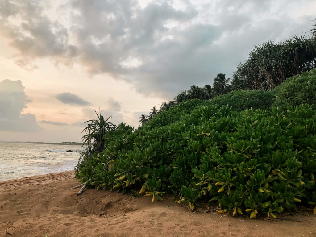 roslinność w tangalle Sri Lanka