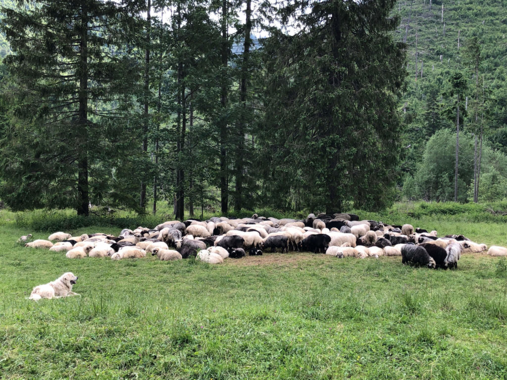 kultowy wypas owiec w dolinie kościeliska
